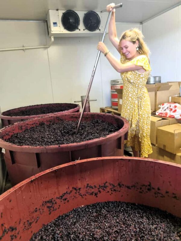 Hunter Valley: Wine, Gin, Cheese and Chocolate Tour - Free Time and Scenic Views