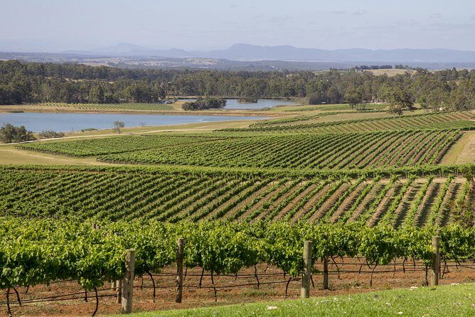 Hunter Valley Wine Tour from Sydney with Lunch and 3 Cellar Door Tastings - Is It Worth It?