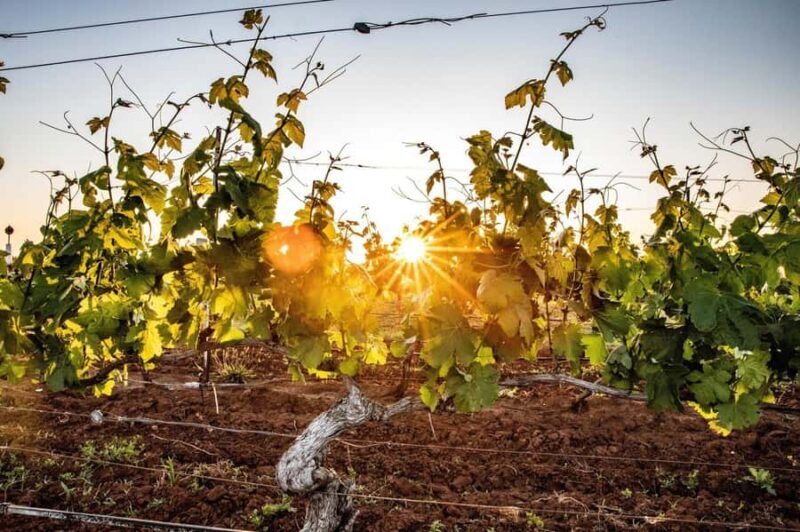 Hunter Valley: Wine Tour with 3 Tastings and Garden Lunch - Who Is This Tour Best For?