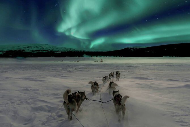 Hunting Northern Lights with Husky - A Closer Look at the Experience