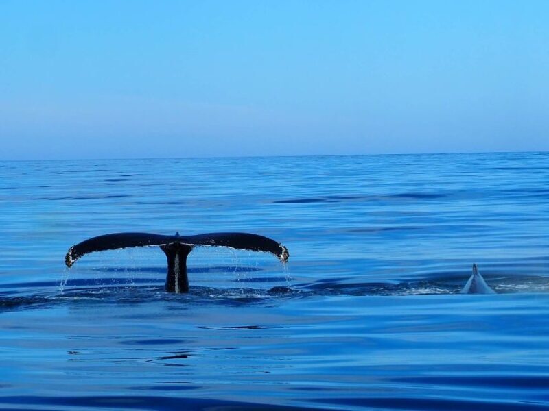 Húsavík: Big Whales and Puffin Island Speedboat Tour - What the Itinerary Looks Like