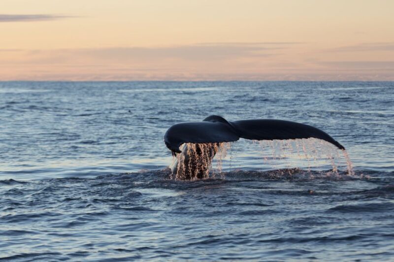Húsavík: Big Whales and Puffin Island Speedboat Tour - The Wildlife and Scenery You’ll Encounter