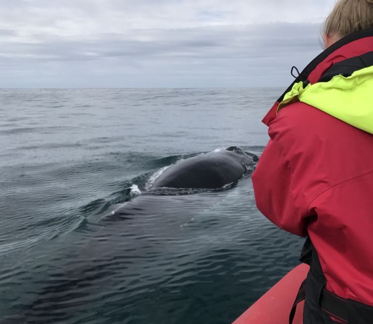 Húsavík: Big Whales and Puffin Island Speedboat Tour - About the Price and What You’re Getting