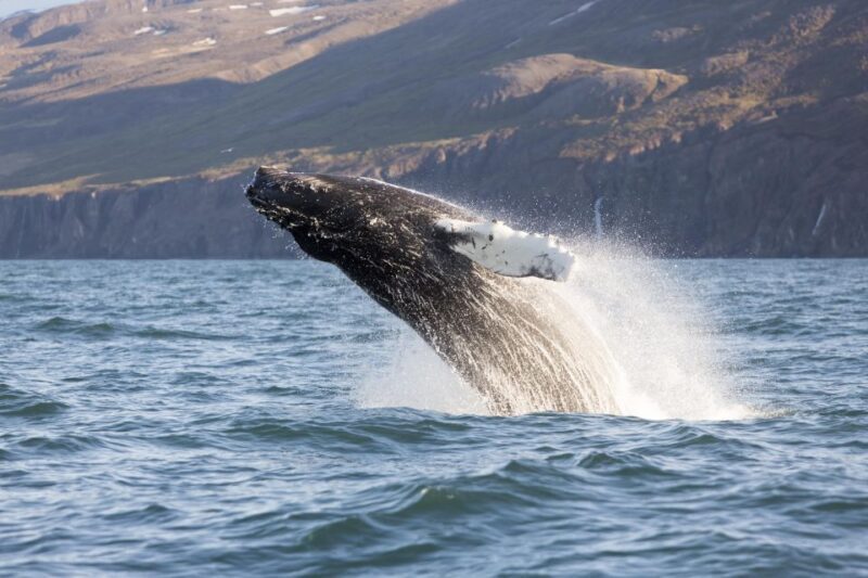 Húsavík: Big Whales and Puffin Island Speedboat Tour - Who Will Love This Tour?