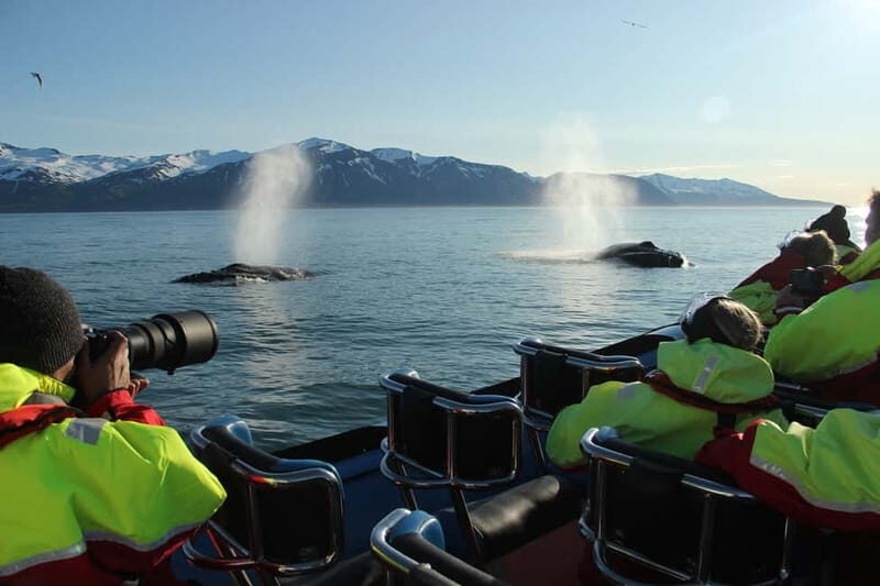 Húsavík: Original Big Whale Safari & Puffins by Speedboat - A Detailed Look at the Experience