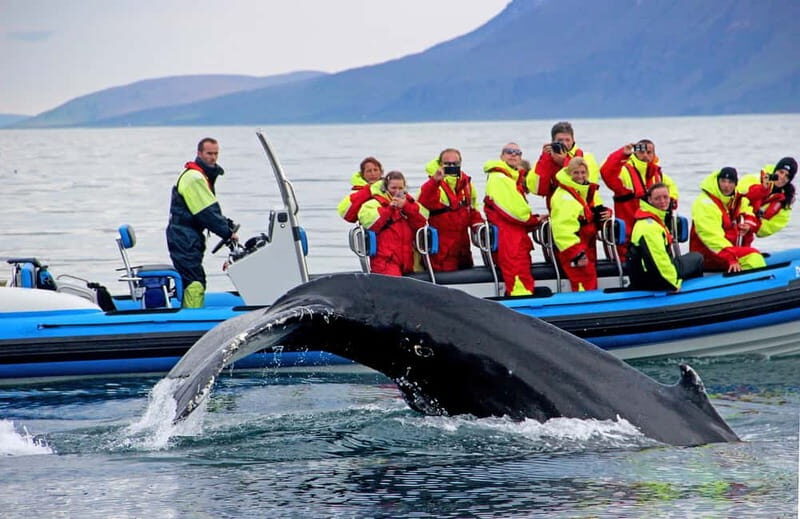 Húsavík: Original Big Whale Safari & Puffins by Speedboat - FAQs