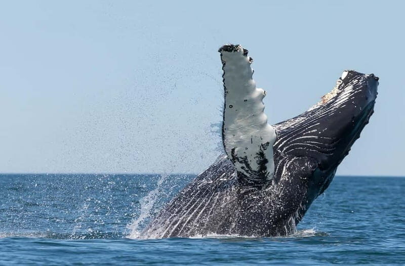 Húsavík: Traditional Whale Watching by Local Family Company - Key Points