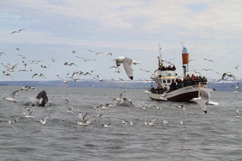 Húsavík: Traditional Whale Watching by Local Family Company - Who Is This Tour Best For?