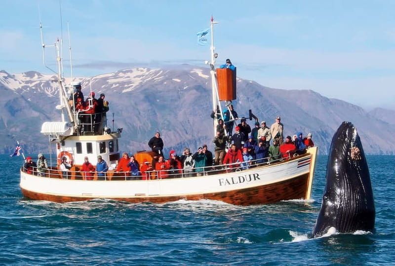 Húsavík: Traditional Whale Watching Tour - Staying warm on an Iceland boat: overalls are not optional