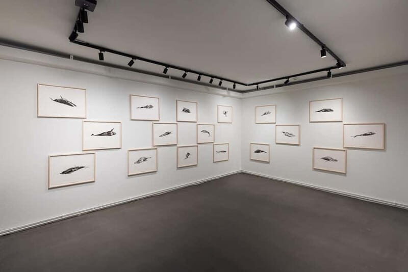 Húsavík: Whale Museum Entry Ticket - Discovering the Exhibits and Experience