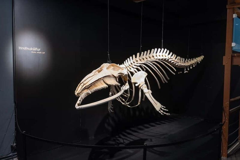 Húsavík: Whale Museum Entry Ticket - Supporting Conservation and Taking Home a Souvenir