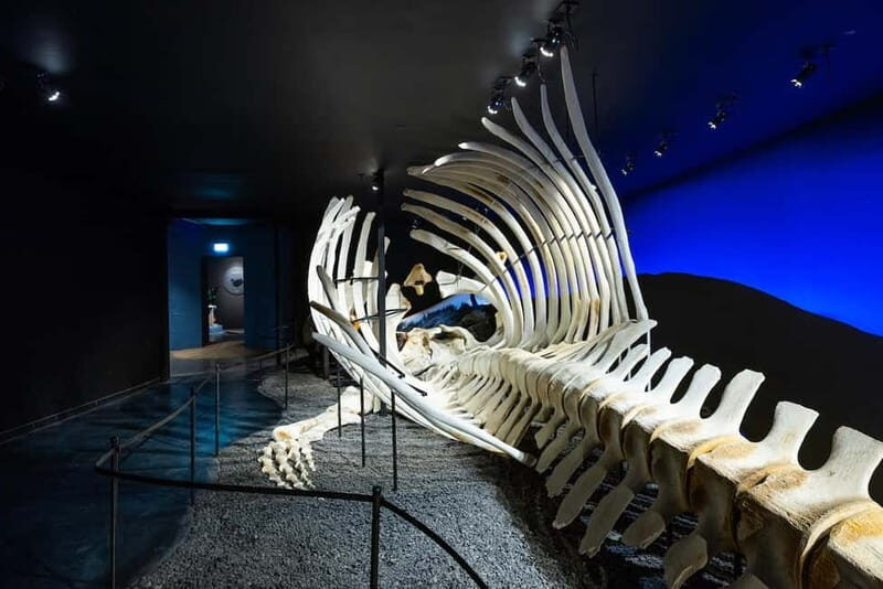 Húsavík: Whale Museum Entry Ticket - Practical Details: What You Need to Know