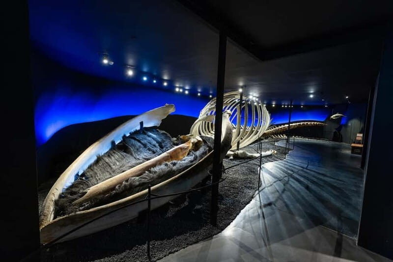 Húsavík: Whale Museum Entry Ticket - Is This Experience Worth It?
