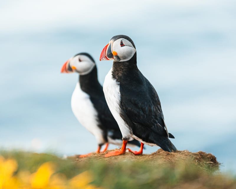 Húsavík: Whale-Watching Cruise and Puffins Guided Tour - Key Points