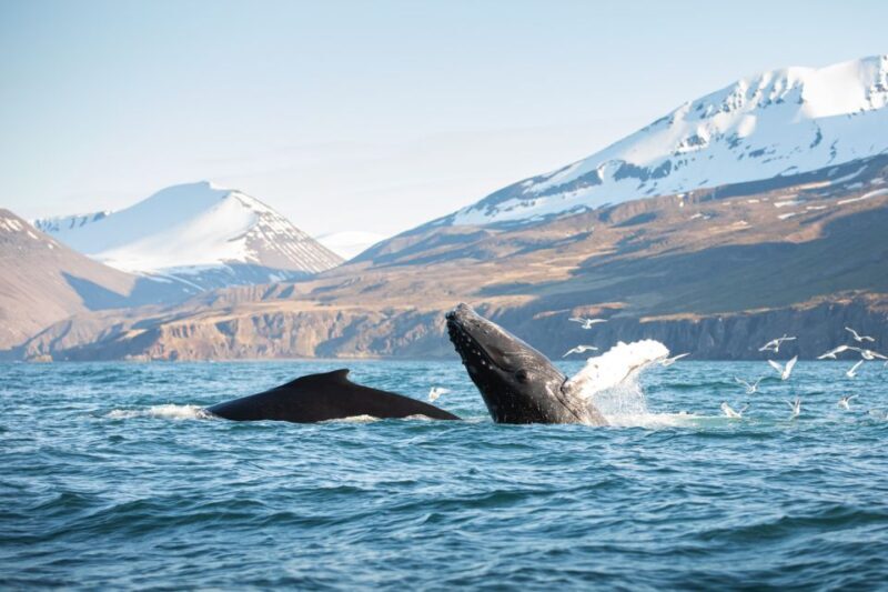 Húsavík: Whale-Watching Cruise and Puffins Guided Tour - An In-Depth Look at the Tour Experience