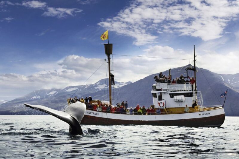 Húsavík: Whale-Watching Cruise and Puffins Guided Tour - Frequently Asked Questions
