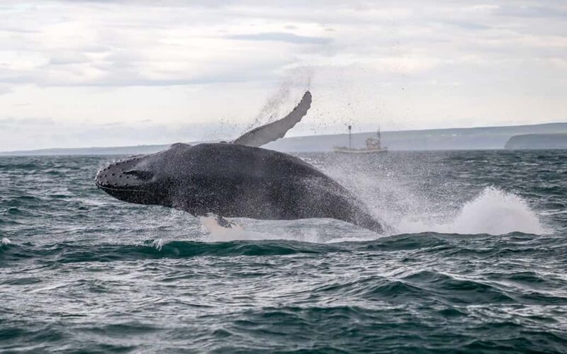 Húsavík: Whale Watching Family Run with Indoor Seats - Key Points