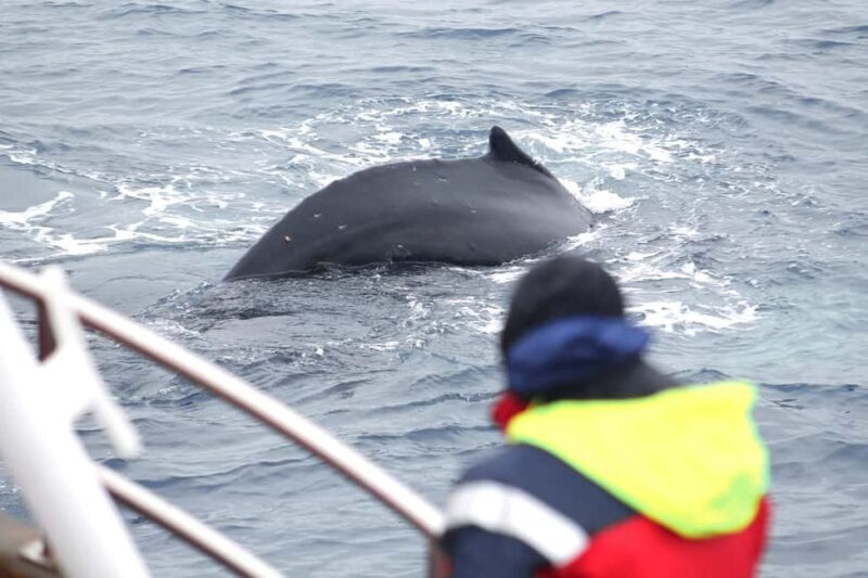 Húsavík: Whale Watching Family Run with Indoor Seats - The Experience at a Glance