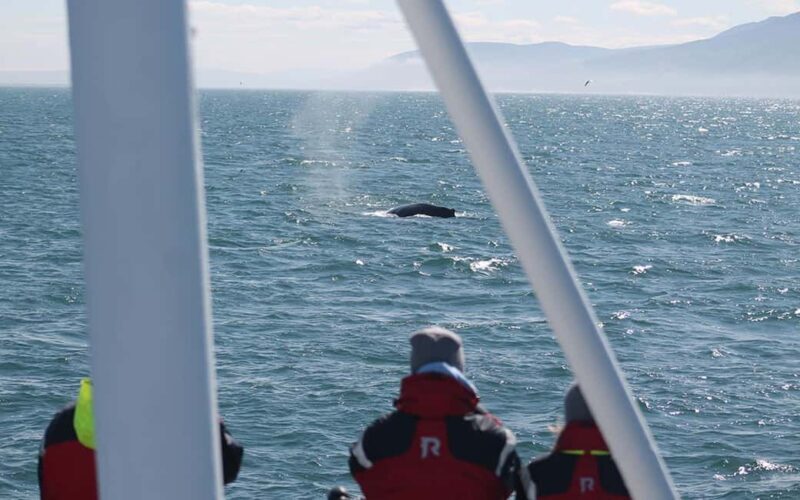 Húsavík: Whale Watching Family Run with Indoor Seats - Weather, Season, and Overall Value