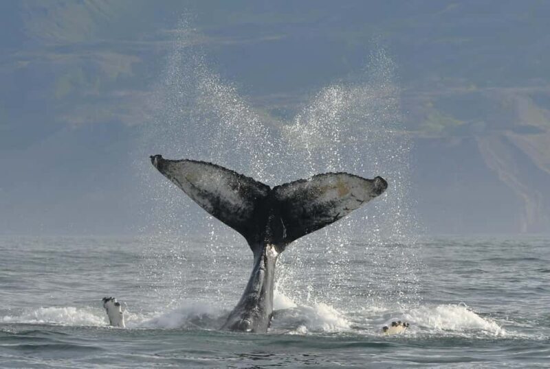 Húsavík: Whale Watching Family Run with Indoor Seats - FAQ
