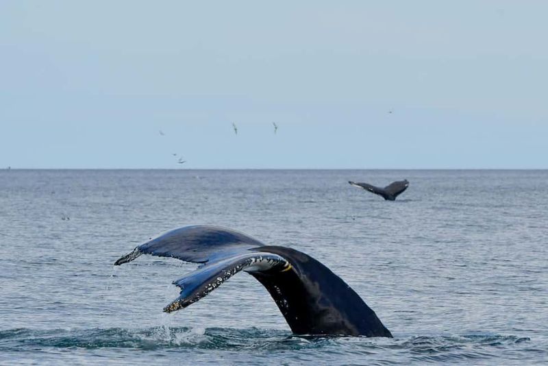 Húsavík: Whale Watching – Family Run with Indoor Seats - What the scenery adds in different seasons