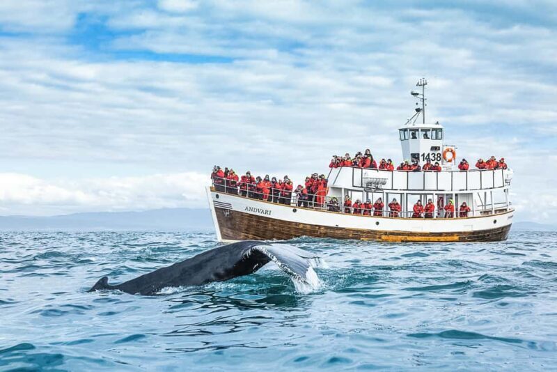 Husavik: Whale Watching on a Carbon Neutral Oak Boat - Key Points