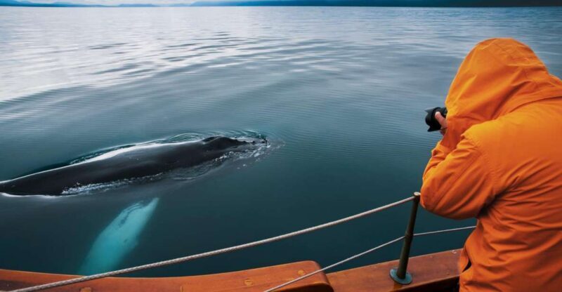 Husavik: Whale Watching on a Carbon Neutral Oak Boat - Comfort and Practicalities