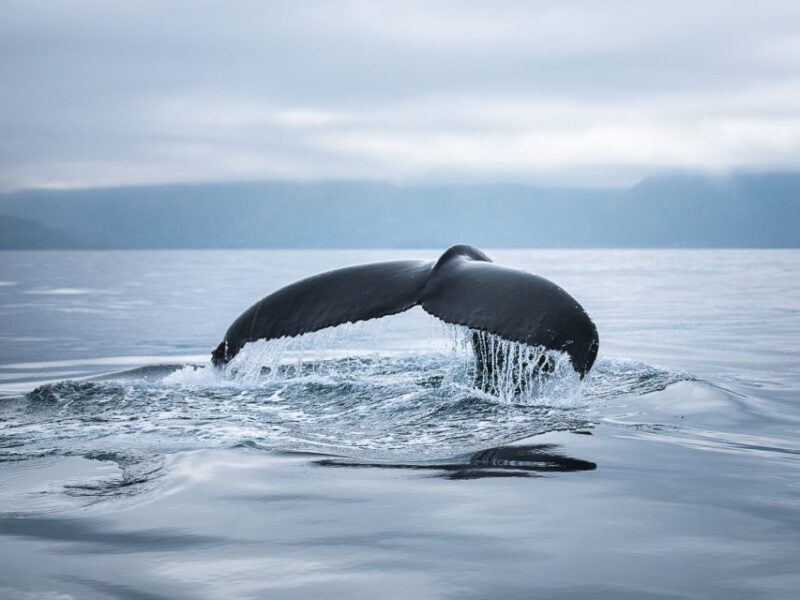 Husavik: Whale Watching on a Carbon Neutral Oak Boat - Final Thoughts