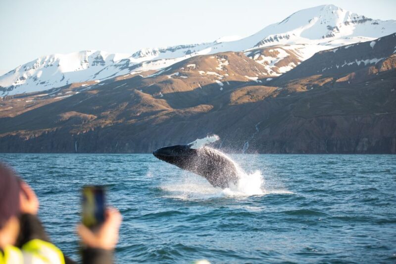 Husavik: Whale Watching on a Carbon Neutral Oak Boat - FAQ