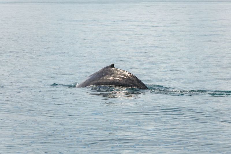 Húsavík: Whale Watching Tour with Guide - Weather and rebooking: how to handle the Iceland reality