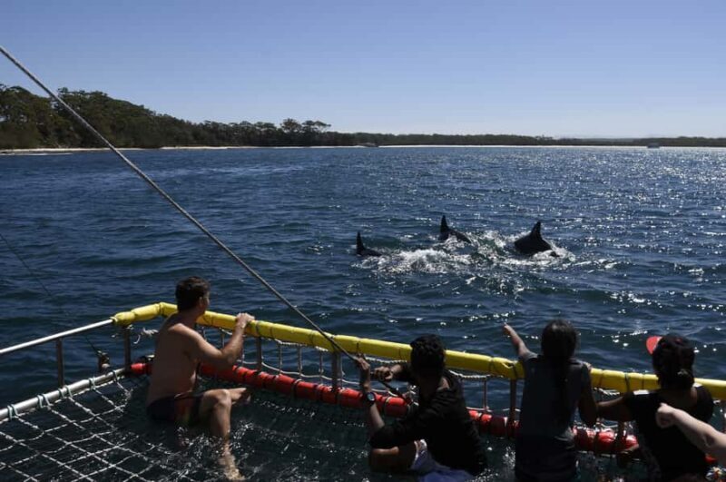 Huskisson: Dolphin Cruise & Boom Netting Experience - Real-World Experiences from Travelers