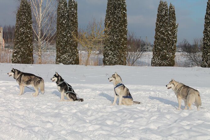 Husky Dog Sledding Tour From Riga - Insights from Past Travelers