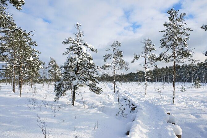 Husky Dog Sledding Tour From Riga - Who Should Book This Tour?