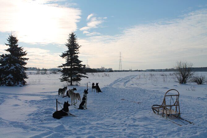 Husky Dog Sledding Tour From Riga - FAQ