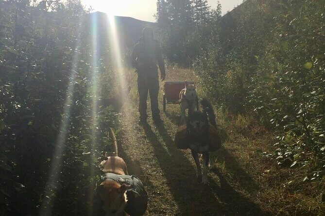 Husky Hike and Forest Adventure - Husky Hike and Forest Adventure: An Honest Look at Alaska’s Canine and Nature Experience