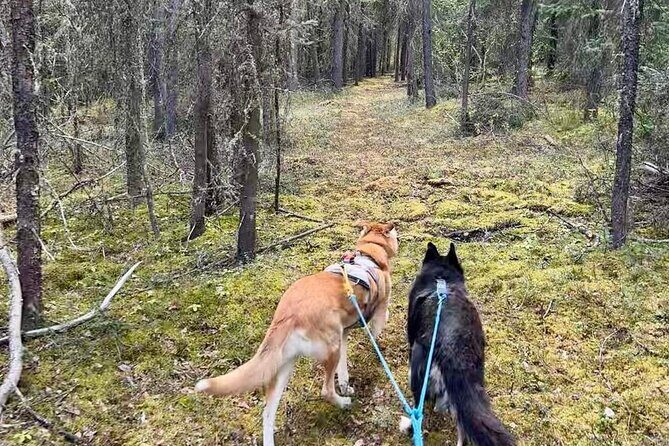 Husky Hike and Forest Adventure - What to Expect from the Husky Hike and Forest Adventure