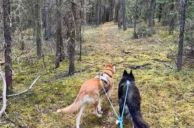 Husky Hike and Forest Adventure - Who Should Consider This Tour?