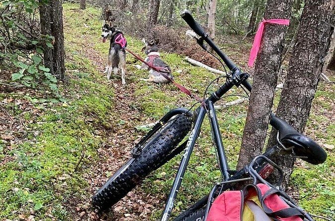 Husky Hike and Forest Adventure - Final Thoughts