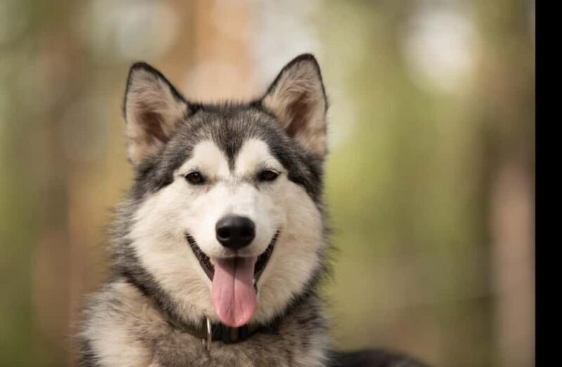 Husky hike followed by a campfire near Skellefteå - The Campfire and Cuddle Session: A Warm Finish