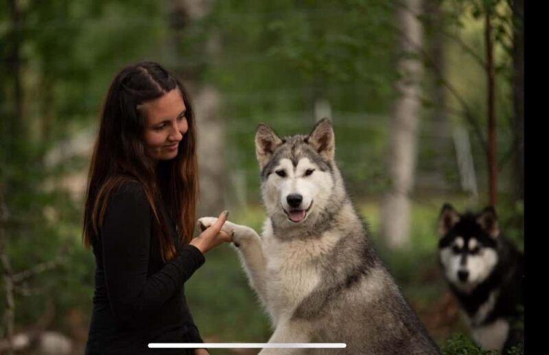 Husky hike followed by a campfire near Skellefteå - FAQ