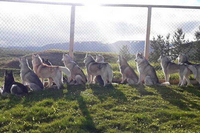 Husky Petting in Akureyri (private) - Value for Money and Overall Impression