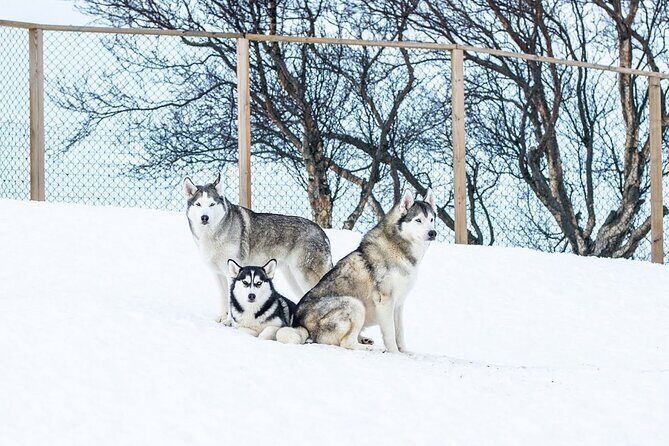 Husky Petting in Akureyri (private) - Practical Details and Considerations