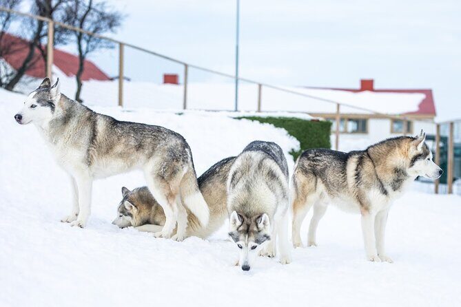 Husky Petting in Akureyri (private) - Who Would Love This Tour?