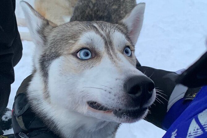 Husky Safari from Levi 2 KM or 5 KM with Husky Sledge Ride - Key Points