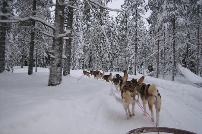 Husky Safari from Levi 2 KM or 5 KM with Husky Sledge Ride - A Closer Look at the Itinerary