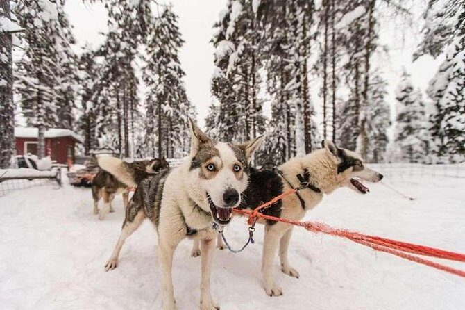 Husky Safari from Levi 2 KM or 5 KM with Husky Sledge Ride - Authentic Guest Insights
