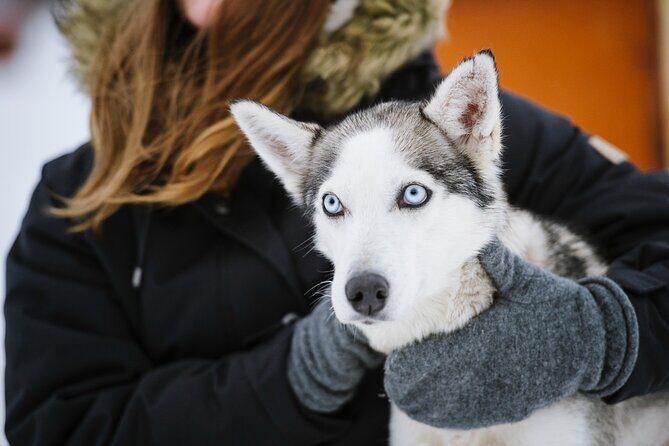 Husky Safari from Levi 2 KM or 5 KM with Husky Sledge Ride - Who Is This Tour Best For?