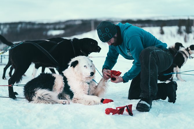 Tromso Husky Self-Drive Sledding with Cake and Drink in Lavvu - Is This Experience Right for You?