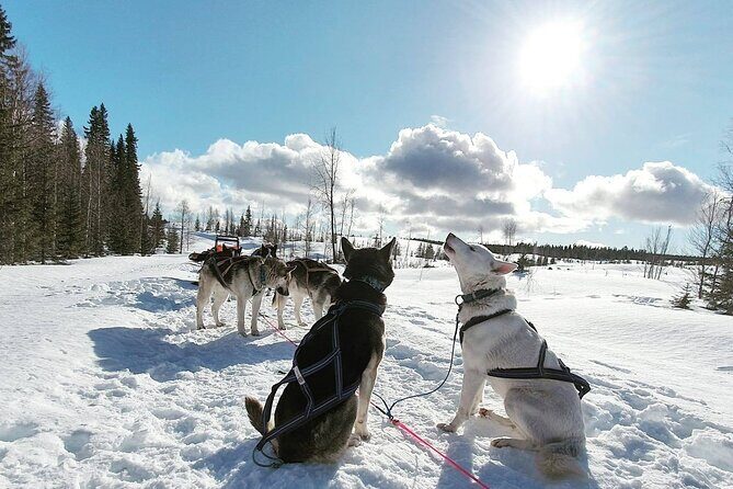 Husky Sledding Tour - What Travelers Are Saying