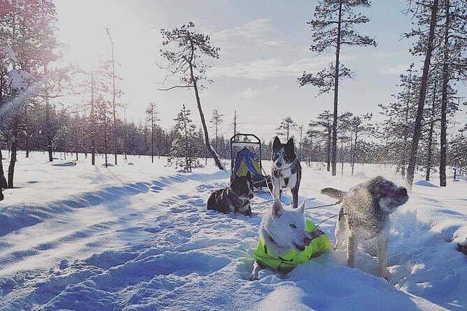 Husky Sledding Tour - Practical Tips for Your Trip